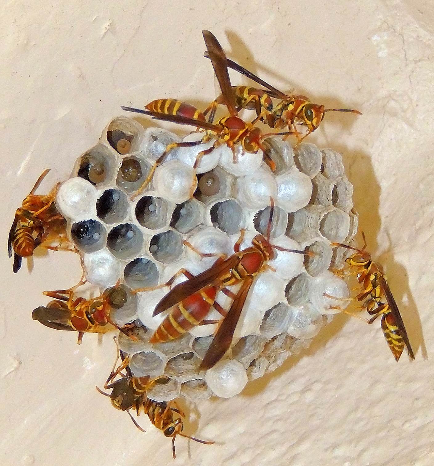 paper wasp paper wasp